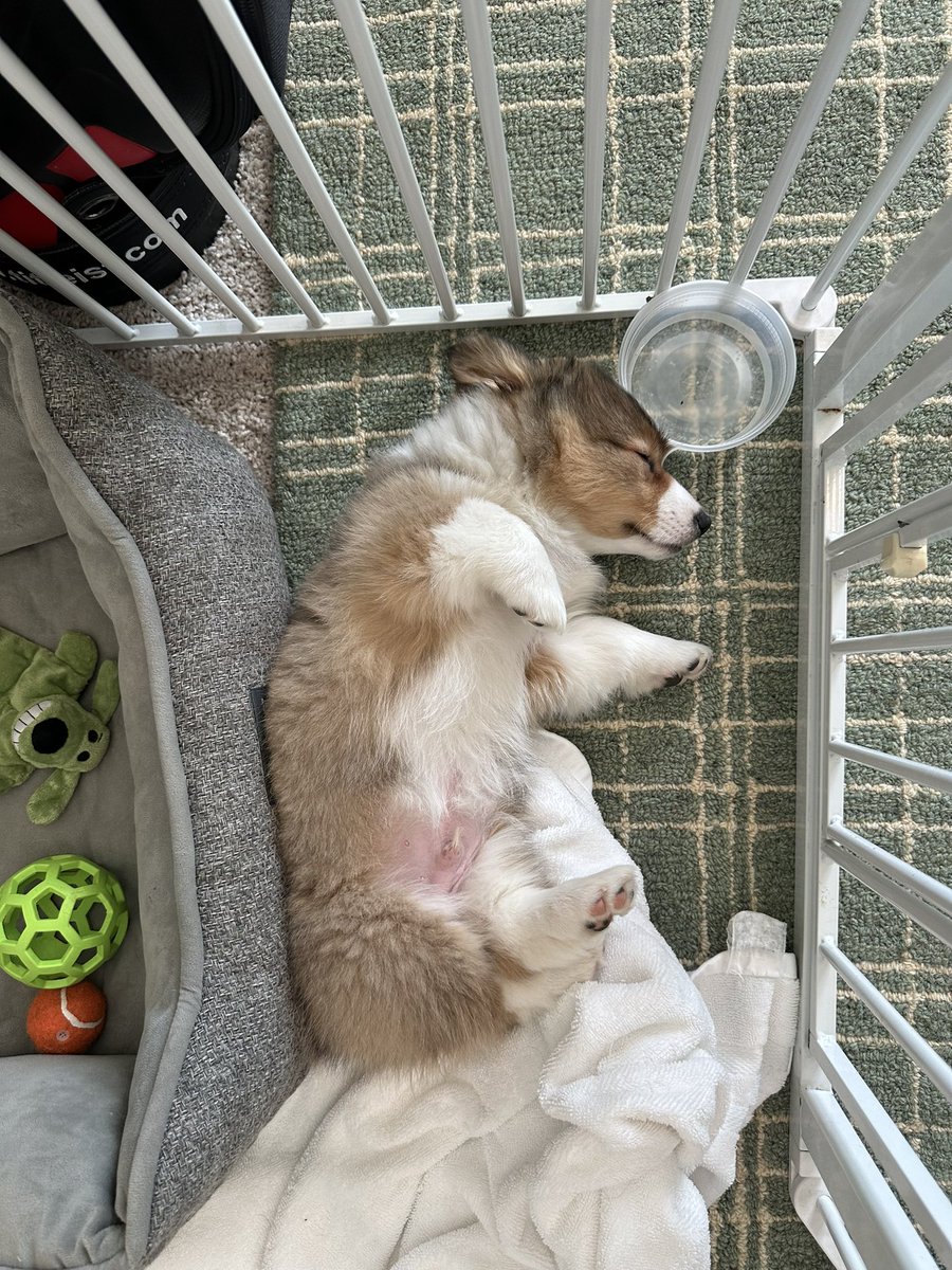 Welcome to the Morton family, Franklin!

AKA Frankie The Floof
AKA Frankie Valli
AKA Benjamin Franklin
AKA Frank The Tank

This adorable 8-week old fluff-ball came home with us on Monday!