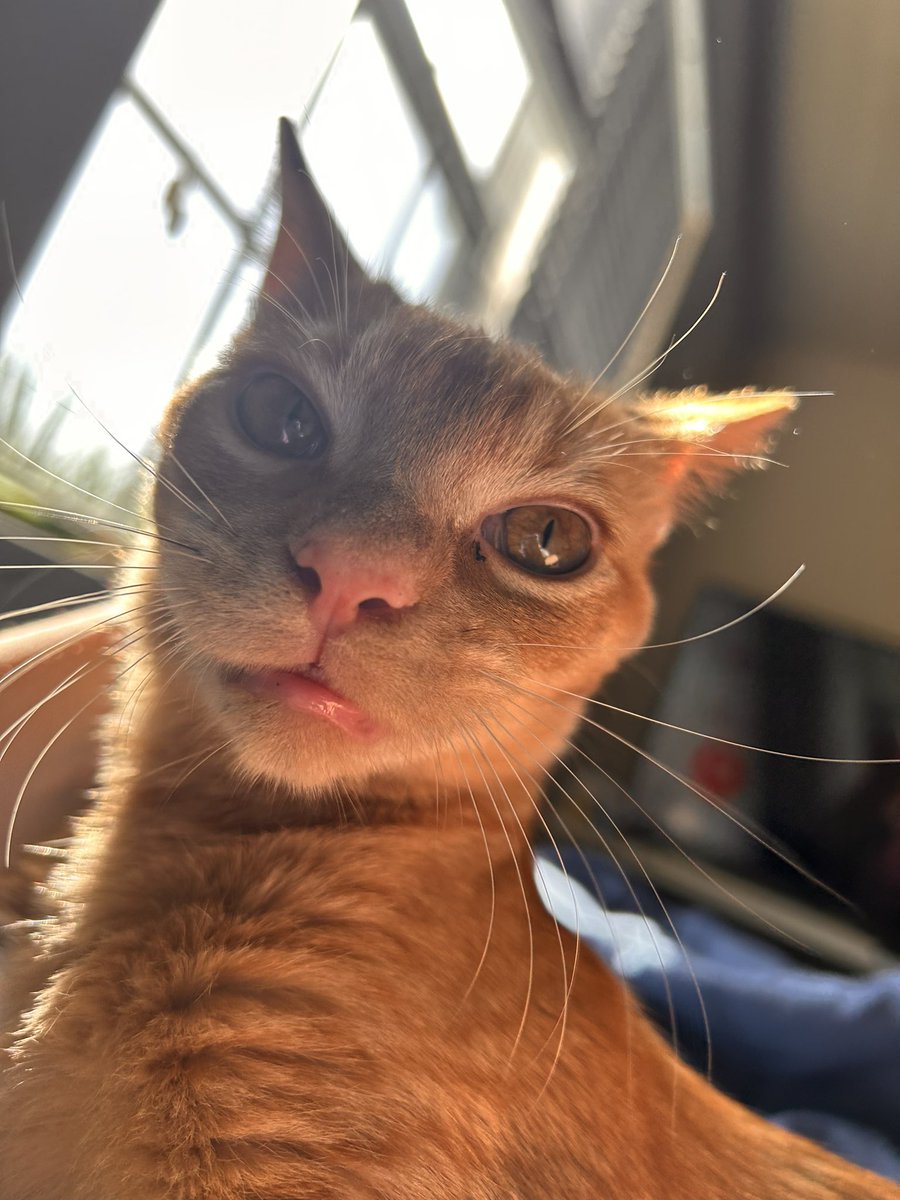 socks ✨☄️ tweet media