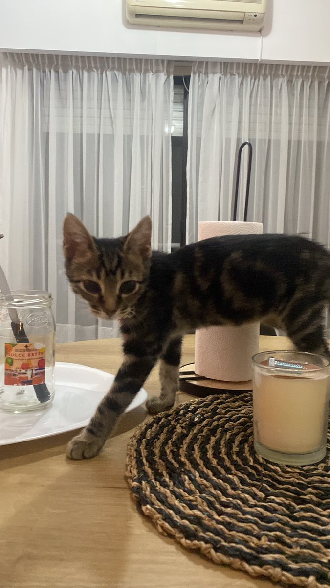 juanagerli's tweet photo. necesitamos ayuda 🥺 pimi necesita una operación quirúrgica urgente para extraerle una aguja que se tragó. 
desde el sábado al mediodía estuvo internada con oxigeno y regulador de temperatura, tiene liquido alrededor del corazon y corría riesgo de vida + https://t.co/iCmVXpdEFj
