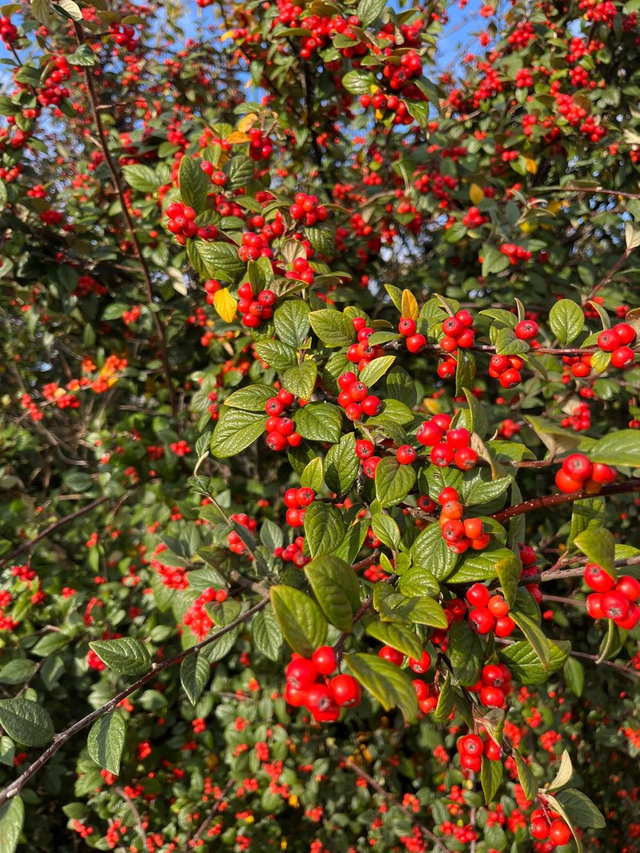 We still have some limited availability at Fairplay House during December at a discounted rate.  Call 01621 891213 for information.
Autumn is such a lovely time to visit.
#autumn