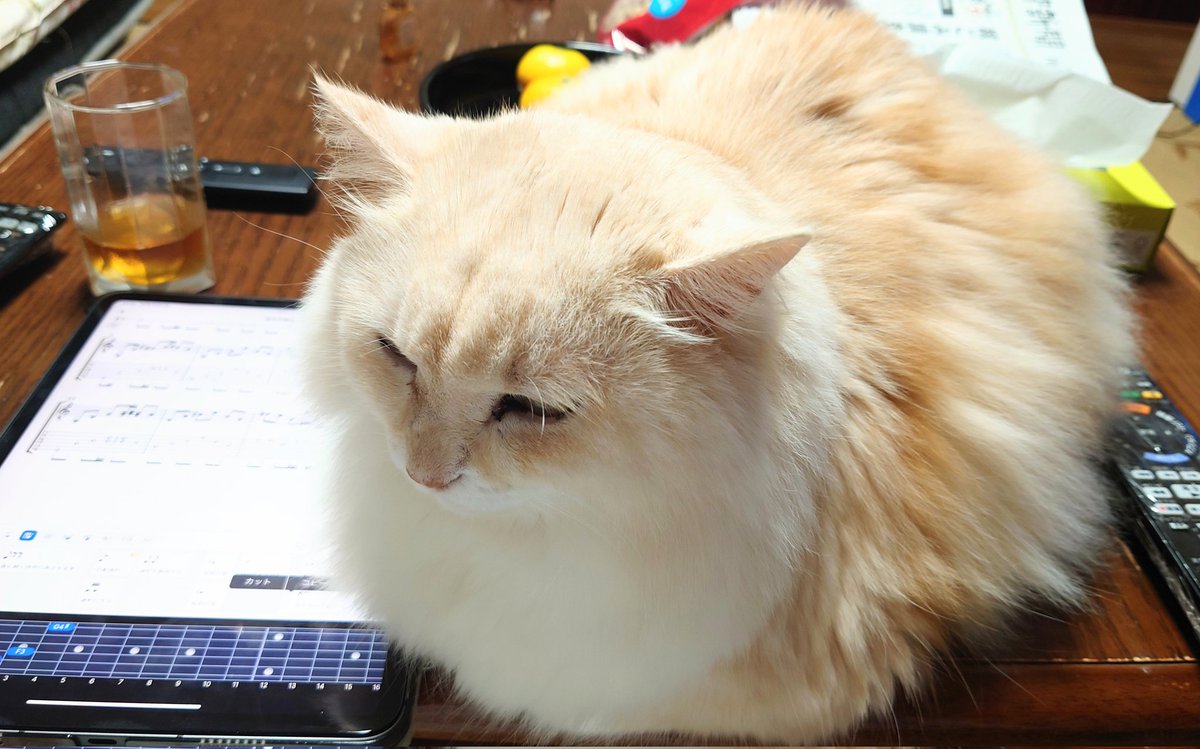 作業はなんでも邪魔しにくる