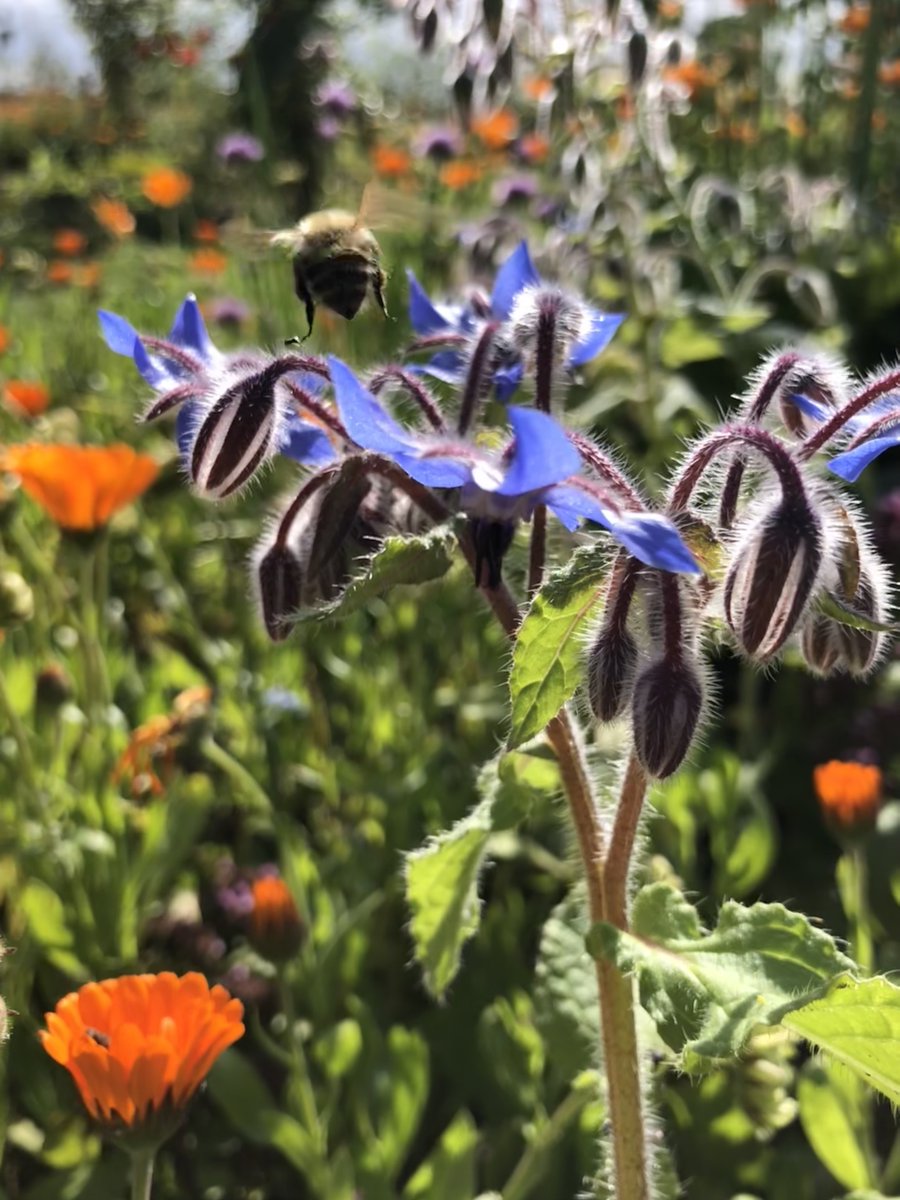 Keep Scotland Beautiful (@ksbscotland) on Twitter photo We've teamed up with <a href="/NatureScot/">NatureScot</a> for our 2024 It's Your Neighbourhood Pollinator Friendly Award. Entries now open - if you're a Scottish #ItsYourNeighbourhood group&have been helping pollinators, download the form ow.ly/VoMf50TRHg2 Deadline 25 Nov @RHSBloom <a href="/ScotPollinators/">Pollinators</a> We've teamed up with <a href="/NatureScot/">NatureScot</a> for our 2024 It's Your Neighbourhood Pollinator Friendly Award. Entries now open - if you're a Scottish #ItsYourNeighbourhood group&have been helping pollinators, download the form ow.ly/VoMf50TRHg2 Deadline 25 Nov @RHSBloom <a href="/ScotPollinators/">Pollinators</a>