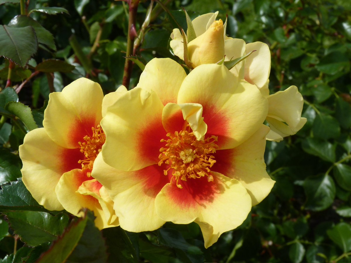 #RoseWednesday #rose #GardeningX