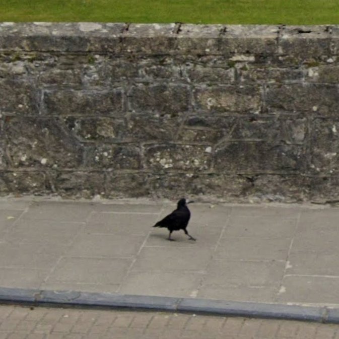 Animals of Street View (Ireland) tweet media
