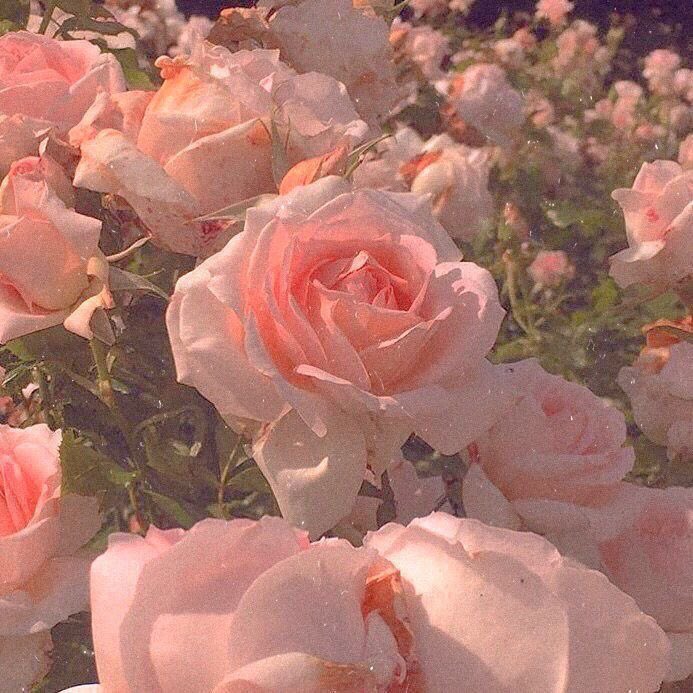 ⠀

⠀                𝑬𝑴𝑰𝑳𝒀 𝑳𝑶𝑽𝑬𝑮𝑶𝑶𝑫  .ᐟ

           𝘩𝘱𝘳𝘱 . 𝘰𝘤 . 𝘱𝘶𝘳𝘦𝘣𝘭𝘰𝘰𝘥 𝘸𝘪𝘵𝘤𝘩 . 𝘮𝘷𝘳𝘱 .

                             𝘓𝘪𝘬𝘦  /  𝘙𝘵  .ᐣ

⠀