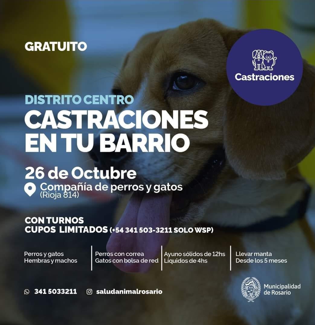 Animalistas De Rosario 💙 (@_animalistas) on Twitter photo 