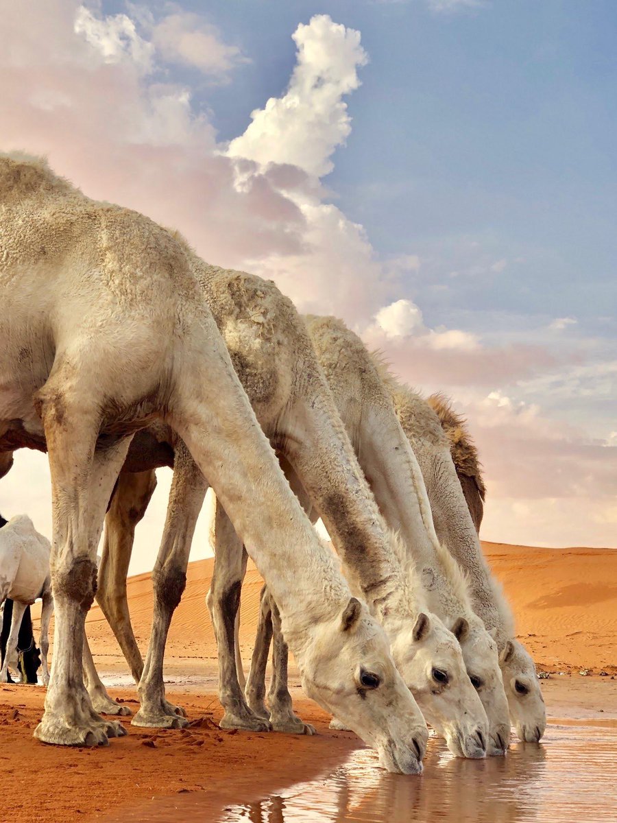 عبدالعزيز بن سليمان (@awssrs69) on Twitter photo 