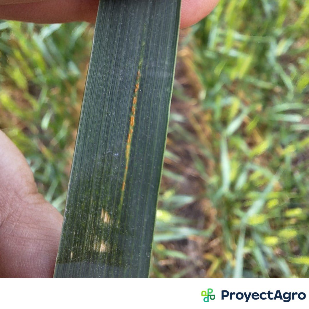 ProyectAgro tweet media