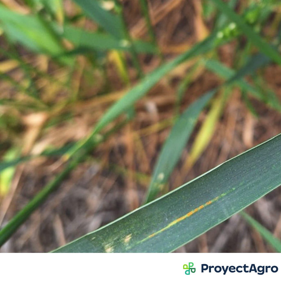 ProyectAgro tweet media