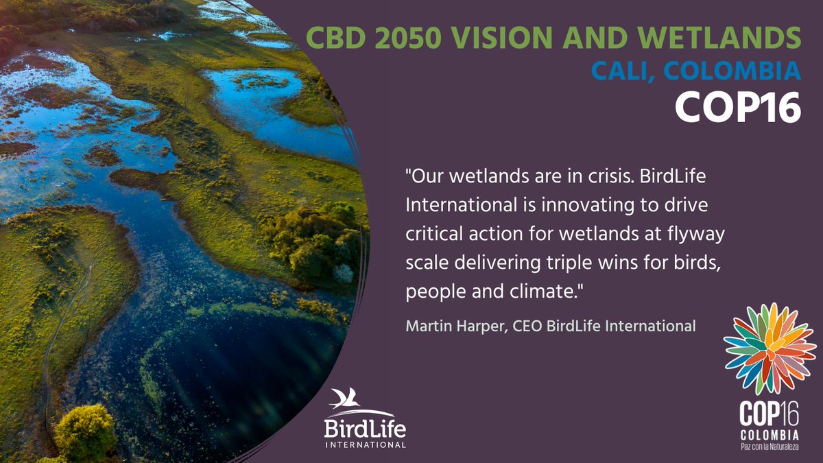 BirdLife International tweet media