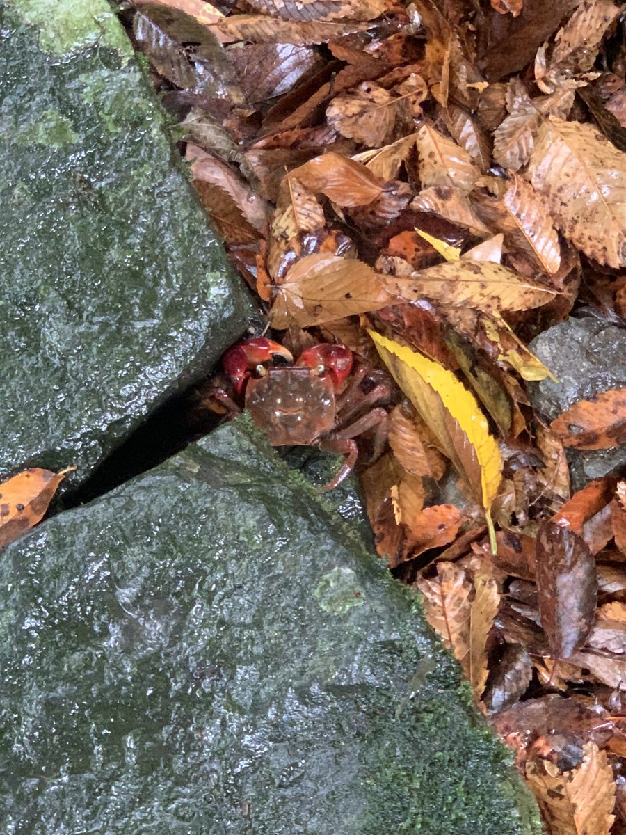 roadbeginner's tweet image. Googleからインデクスが削られアクセスが顕著に落ちていく

機械学習が終わったらブログなんてもうどうでもいいんやろね
この先、最新の一次情報はSNSから拾うやろうし

#GoodbyeGoogle

いっそ昔のYahoo!ディレクトリみたいな有料のウェブディレクトリでも始めてみるカニ

#Google