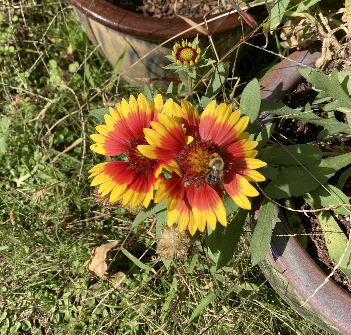 Doc_Harding's tweet image. Fall colors