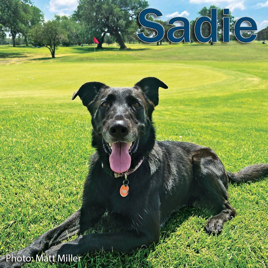 Sadie is up next for our #UnderdogsOfTurf and she hopes to catch a birdie! ⛳️ 

Thanks to <a href="/purpleprideturf/">Matt Miller</a> for submitting this pic and to John Deere and <a href="/RainBirdGolf/">RainBirdGolf</a> for sponsoring our underdogs!

(Photo: Matt Miller)