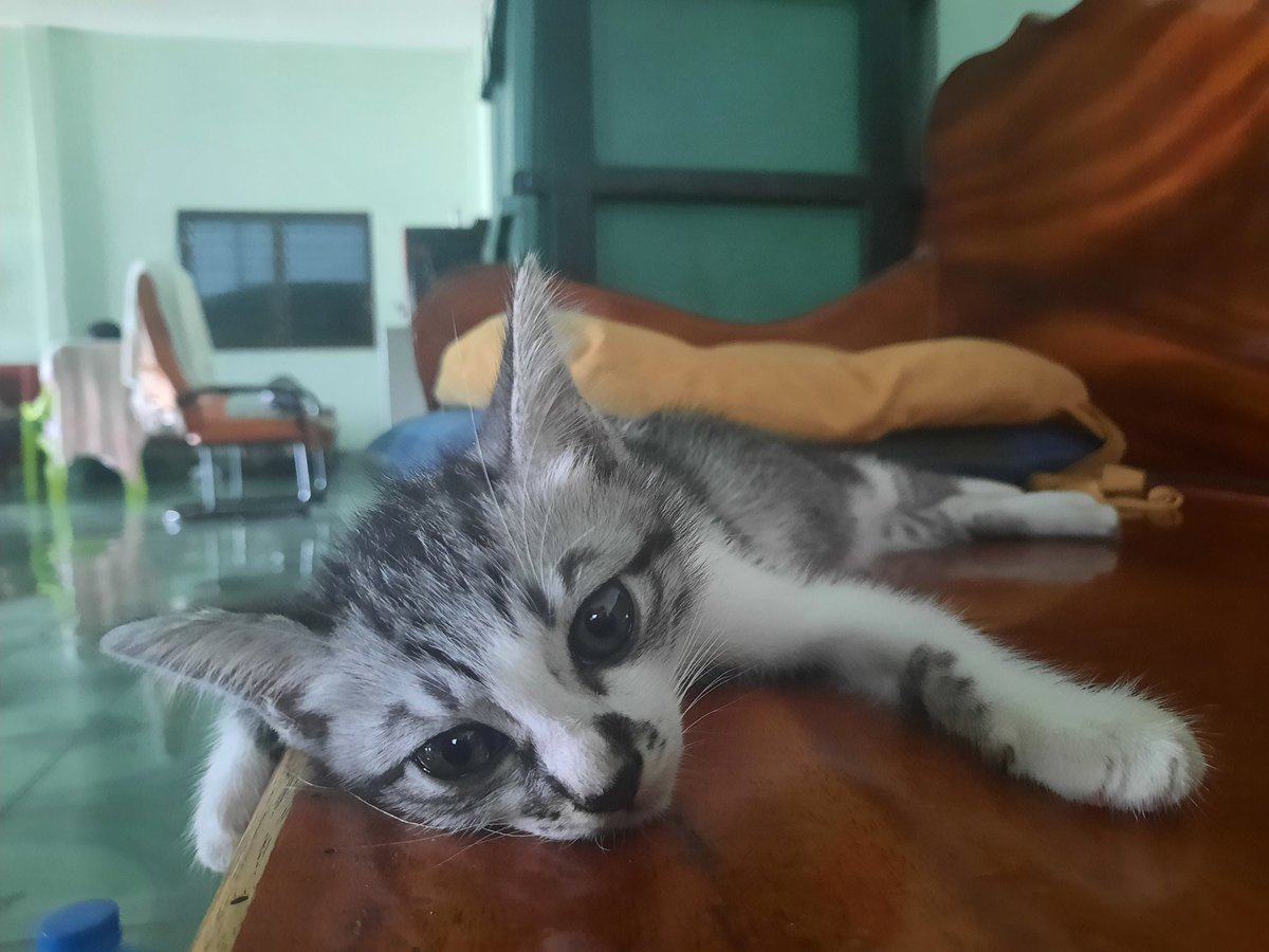 superantx's tweet photo. 🐈 https://t.co/g6lNzrPPio