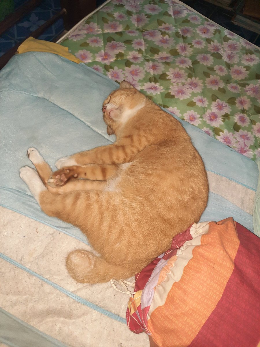 superantx's tweet photo. 🐈 https://t.co/g6lNzrPPio