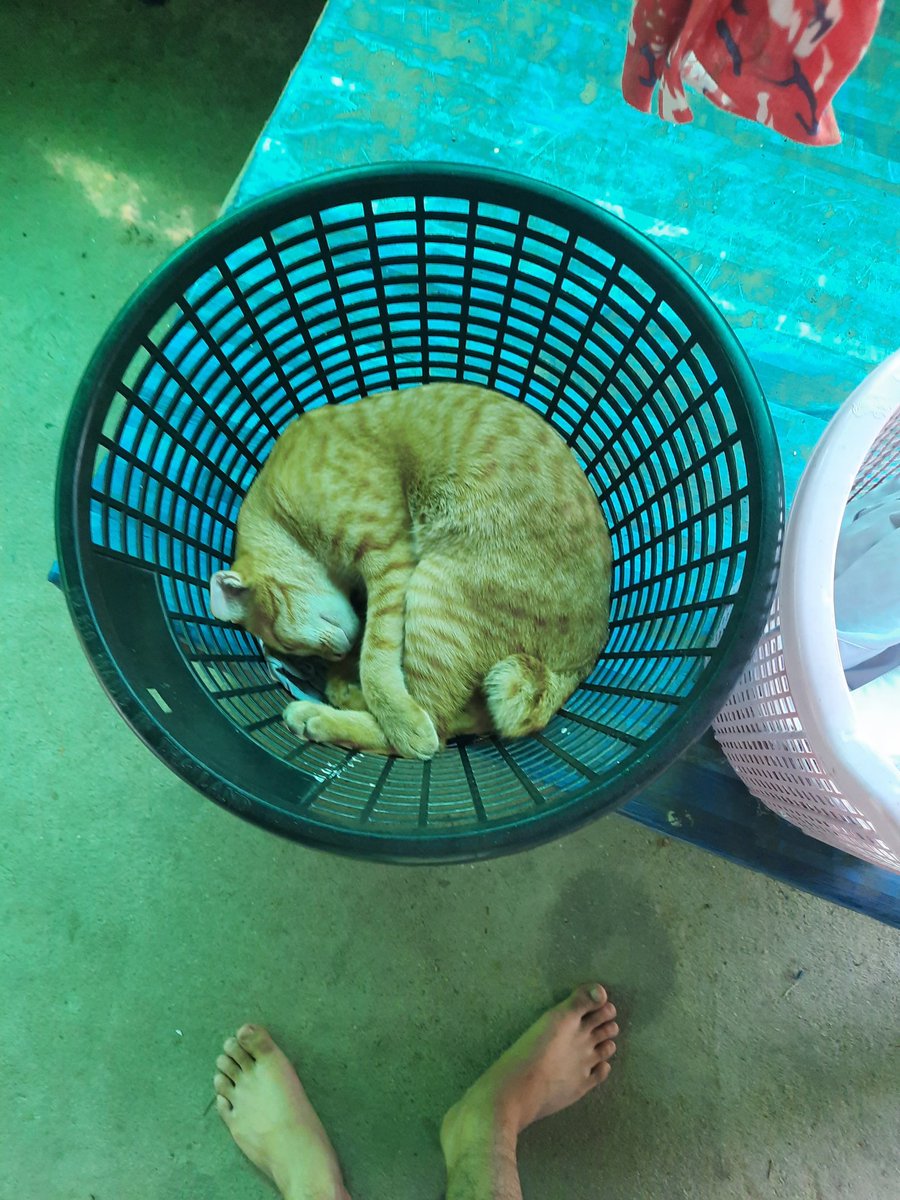 superantx's tweet photo. 🐈 https://t.co/g6lNzrPPio