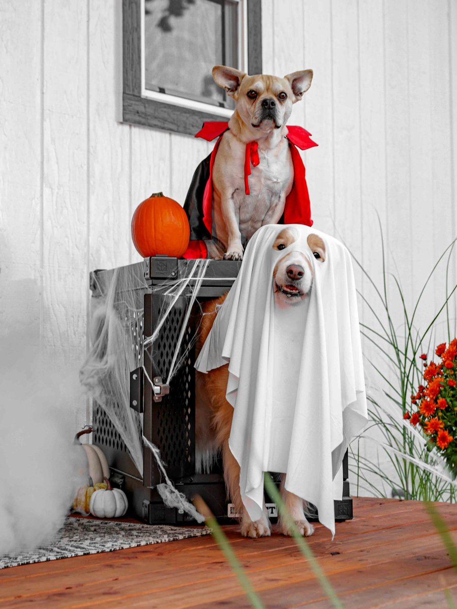 yourpoochprod's tweet image. 🎃 Spooky season is here, and these pups are dressed to impress! 🐾 While they steal the show in their costumes, Your Pooch Products has everything else your pup needs—from comfy beds to durable leashes! 🐶 Shop now at yourpoochproducts.com. #SpookyPups #PoochEssentials