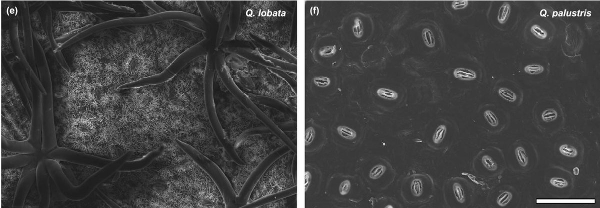 Stomatal closure as a driver of minimum leaf conductance declines at high temperature and vapor pressure deficit in Quercus (J Zailaa, C Scoffoni, C R Brodersen) buff.ly/4dPD936 <a href="/ZailaaJ/">Joseph Zailaa</a> <a href="/ASPB/">ASPB</a> #PlantSci