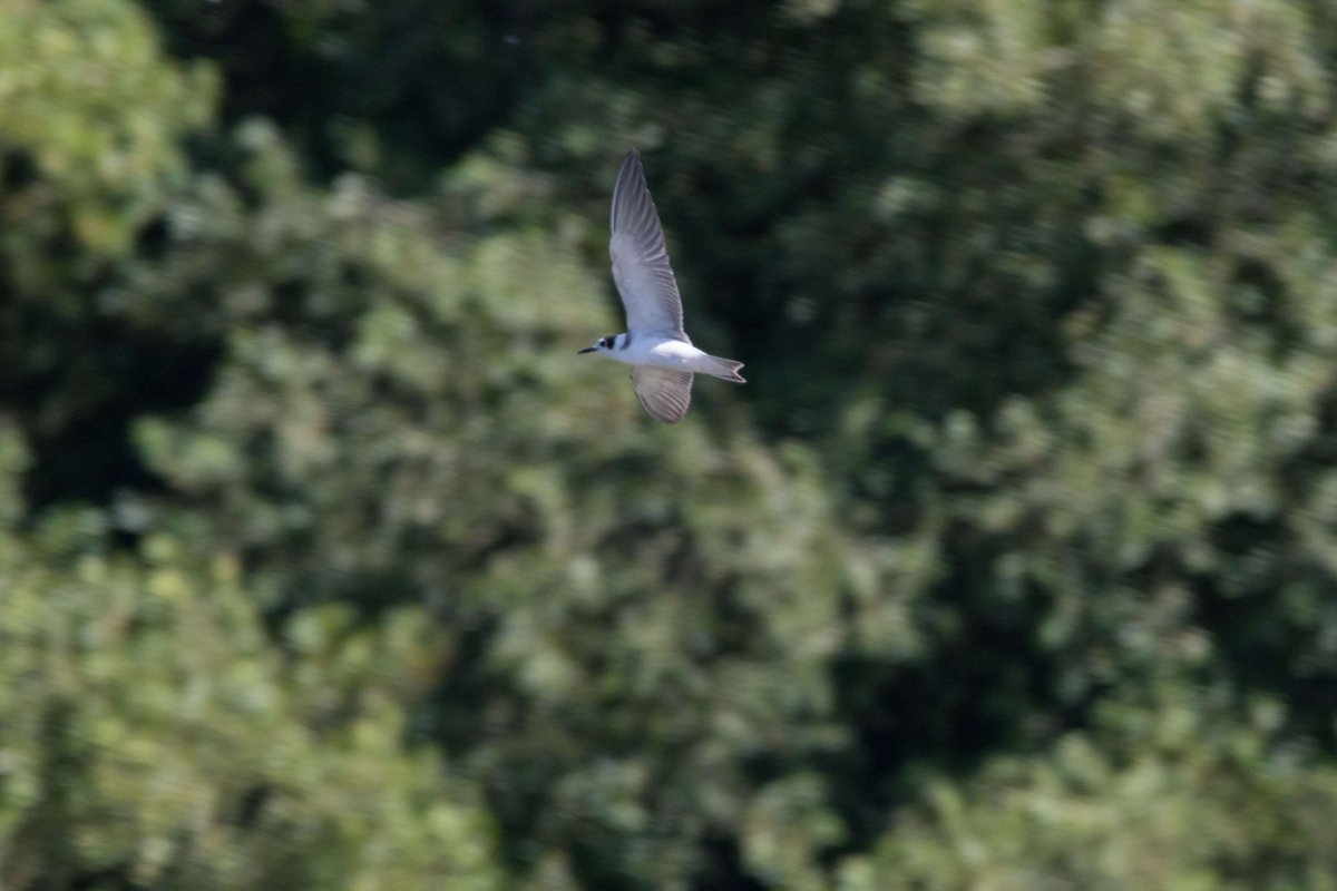📢Unusual bird alert📢

Black tern spotted from the Saltcot Merse Observatory at around 3pm, flying around near the flooded saltmarsh. 

📸 Sam Stafford, WWT London