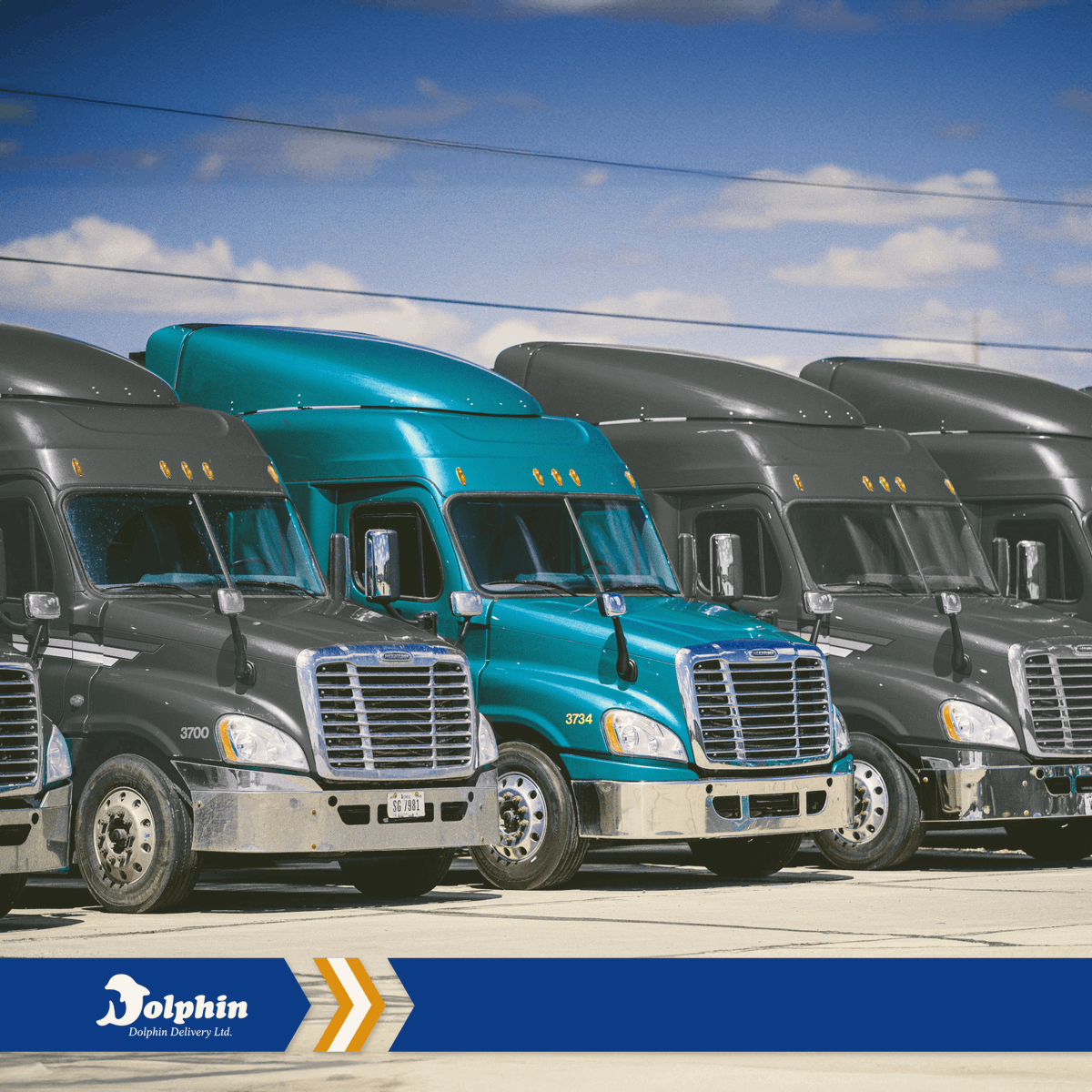 Born to stand out! When you need it shipped on budget and on time, trust the team at Dolphin Delivery.