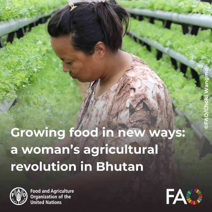 FAO Innovation (@faoinnovation) on Twitter photo In Bhutan, innovative farming methods are helping overcome the challenges of shrinking land & food insecurity.
With <a href="/FAO/">Food and Agriculture Organization</a> support, Kinley Wangmo leads the way with hydroponics, providing fresh, nutritious food & creating jobs.
buff.ly/3B7PL7Z
#RightToFood #AgInnovation In Bhutan, innovative farming methods are helping overcome the challenges of shrinking land & food insecurity.
With <a href="/FAO/">Food and Agriculture Organization</a> support, Kinley Wangmo leads the way with hydroponics, providing fresh, nutritious food & creating jobs.
buff.ly/3B7PL7Z
#RightToFood #AgInnovation
