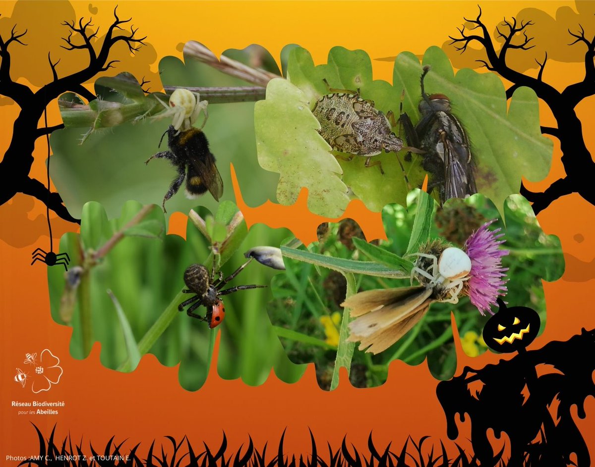 Réseau Biodiversité pour les Abeilles (RBA) tweet media