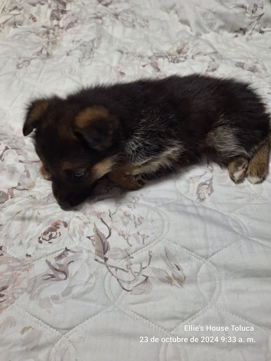 PoderAG_MH's tweet photo. Amigos pido de su ayuda extraordinaria ya que acabamos de rescatar a esta cachorrita y nos hace falta de todo para ella comida especial y su protocolo, también se nos acabaron las croquetas está quincena no pudimos llegar para acompletar las dos semanas no nos dejen solos 🙏🙏🙏 https://t.co/WKmFK5TBaV