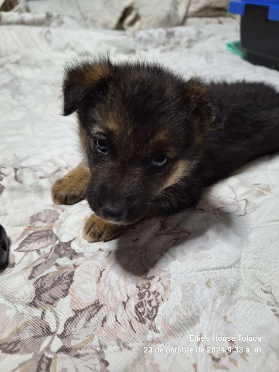 PoderAG_MH's tweet photo. Amigos pido de su ayuda extraordinaria ya que acabamos de rescatar a esta cachorrita y nos hace falta de todo para ella comida especial y su protocolo, también se nos acabaron las croquetas está quincena no pudimos llegar para acompletar las dos semanas no nos dejen solos 🙏🙏🙏 https://t.co/WKmFK5TBaV