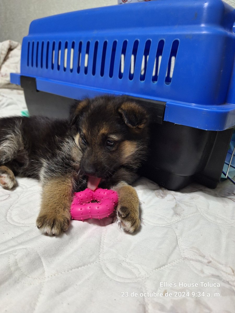 PoderAG_MH's tweet photo. Amigos pido de su ayuda extraordinaria ya que acabamos de rescatar a esta cachorrita y nos hace falta de todo para ella comida especial y su protocolo, también se nos acabaron las croquetas está quincena no pudimos llegar para acompletar las dos semanas no nos dejen solos 🙏🙏🙏 https://t.co/WKmFK5TBaV