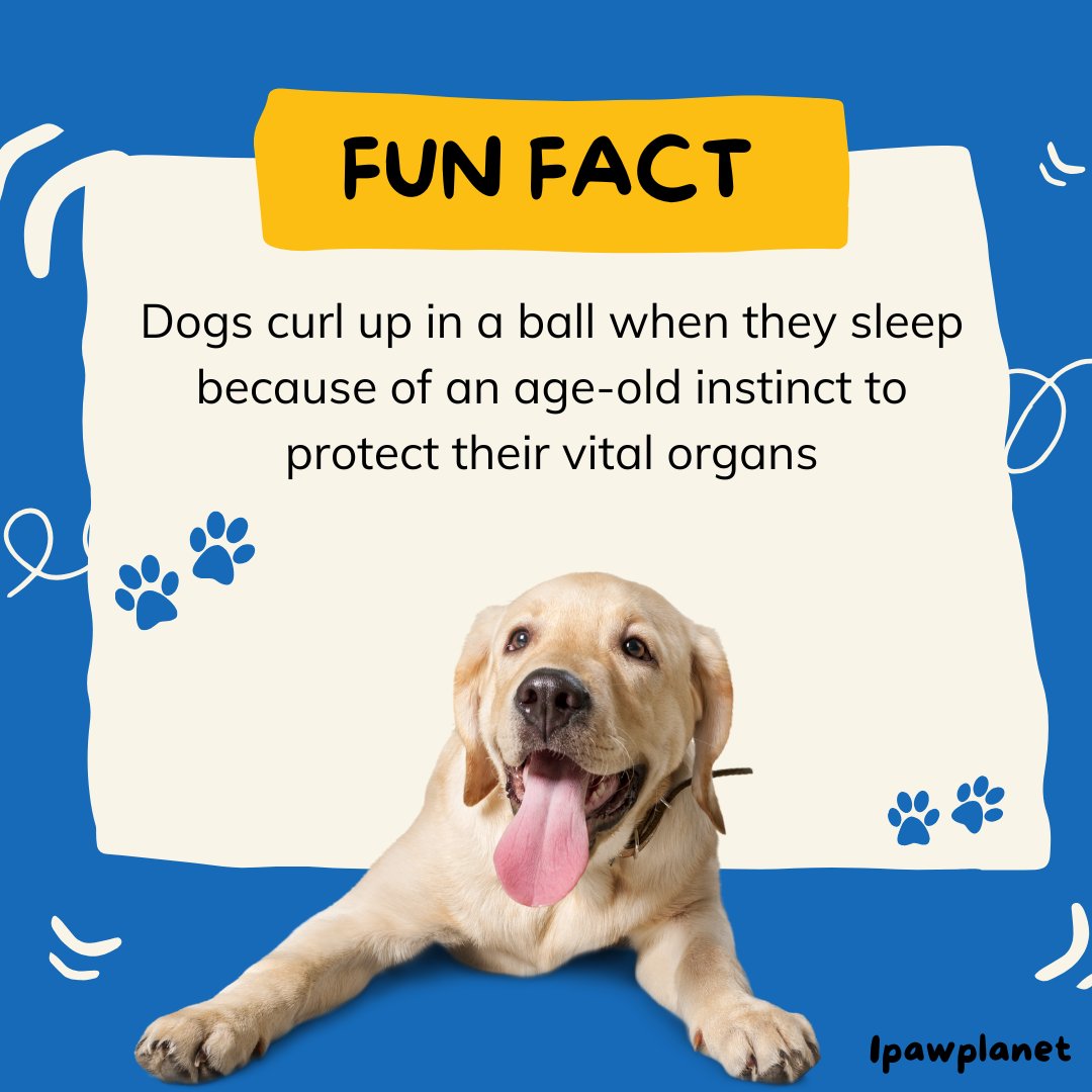 1Pawplanet's tweet photo. 🐶✨ Fun Fact: Ever wonder why dogs curl up when they sleep? 💤 #DogFacts #PupInstincts #CurledUpCuties #DogLovers https://t.co/mPljpC2rvL