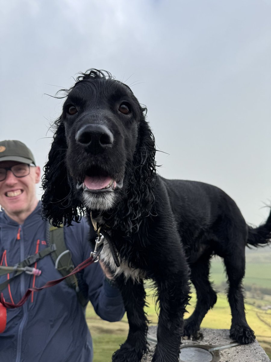 johnwilliams77's tweet photo. Today, we borrowed my folks Sprocker for a 15km hike to Shutlingsloe, Macclesfield Forest and Shining Tor from the Cat &amp; Fiddle. 🐶🍂🥾 @peakdistrict https://t.co/jSspRVtdPb