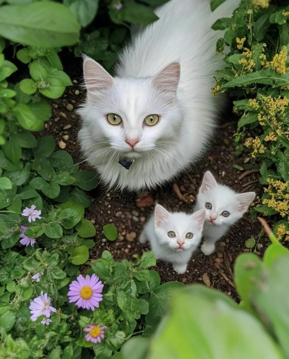 WeAssessCats's tweet photo. Most beautiful plant in the garden 🏡 https://t.co/JUQNo3mKyR