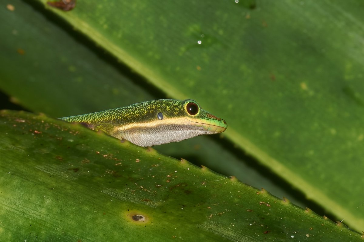 bownaankamal's tweet photo. Lovely Day Gecko | Analamazaotra | Madagascar
.
.
#daygecko #lizards #nikonindia #bownaankamal #madagascarwildlife #Analamazaotranationalpark https://t.co/aUalEOavWH