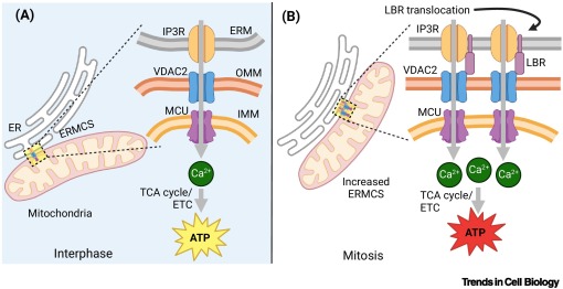 Trends Cell Biology (@trendscellbio) on Twitter photo ERMCS Ca2+ transmission fuels cell division dlvr.it/TFfNTS ERMCS Ca2+ transmission fuels cell division dlvr.it/TFfNTS