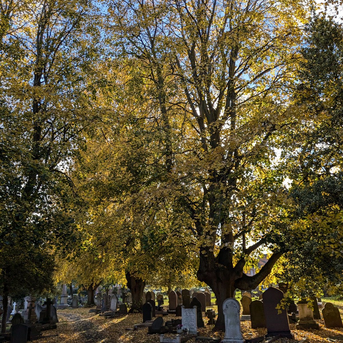 It's half-term next week and we have lined up five mornings of autumnal nature activities with Nature-Makers in London Road Cemetery. Join Ruth as she explores the cemetery and learn about the animals that live there. Book on our website historiccoventrytrust.org.uk/whats-on/autum…