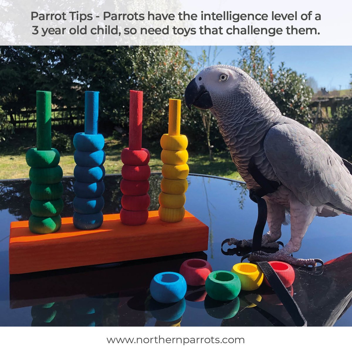 NorthernParrots's tweet photo. #parrottips #didyouknow https://t.co/iyR1ijmOiC