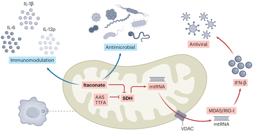 Dylan Ryan (@ryanlab_mbu) on Twitter photo 📢Last weeks #immunometabolism discoveries <a href="/Bims_BiomedNews/">Bims: Biomed News</a> 👇👇👇
biomed.news/bims-imicid/20…
It's a big one this week, check it out! 📢Last weeks #immunometabolism discoveries <a href="/Bims_BiomedNews/">Bims: Biomed News</a> 👇👇👇
biomed.news/bims-imicid/20…
It's a big one this week, check it out!
