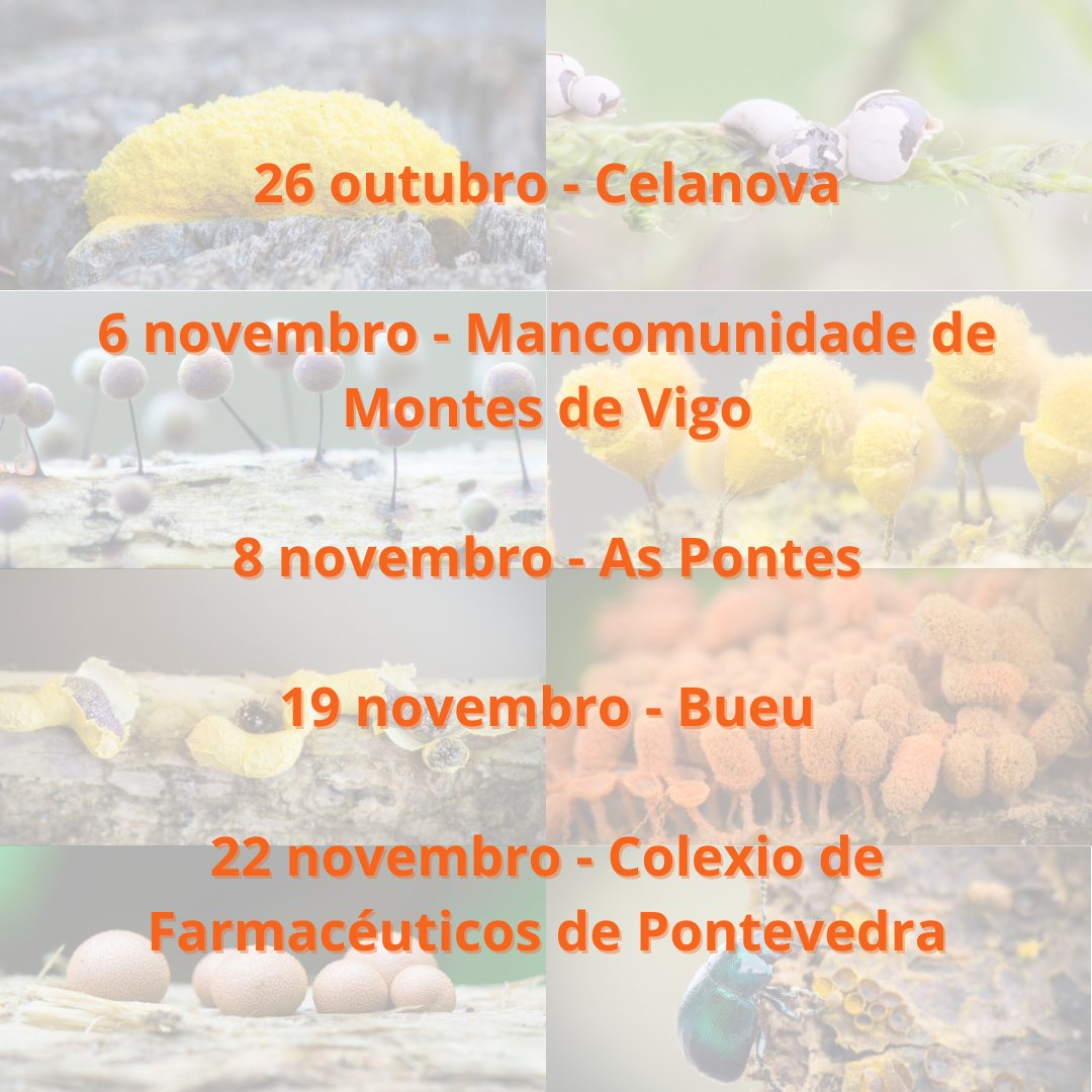 MycoGalicia Plantae tweet media