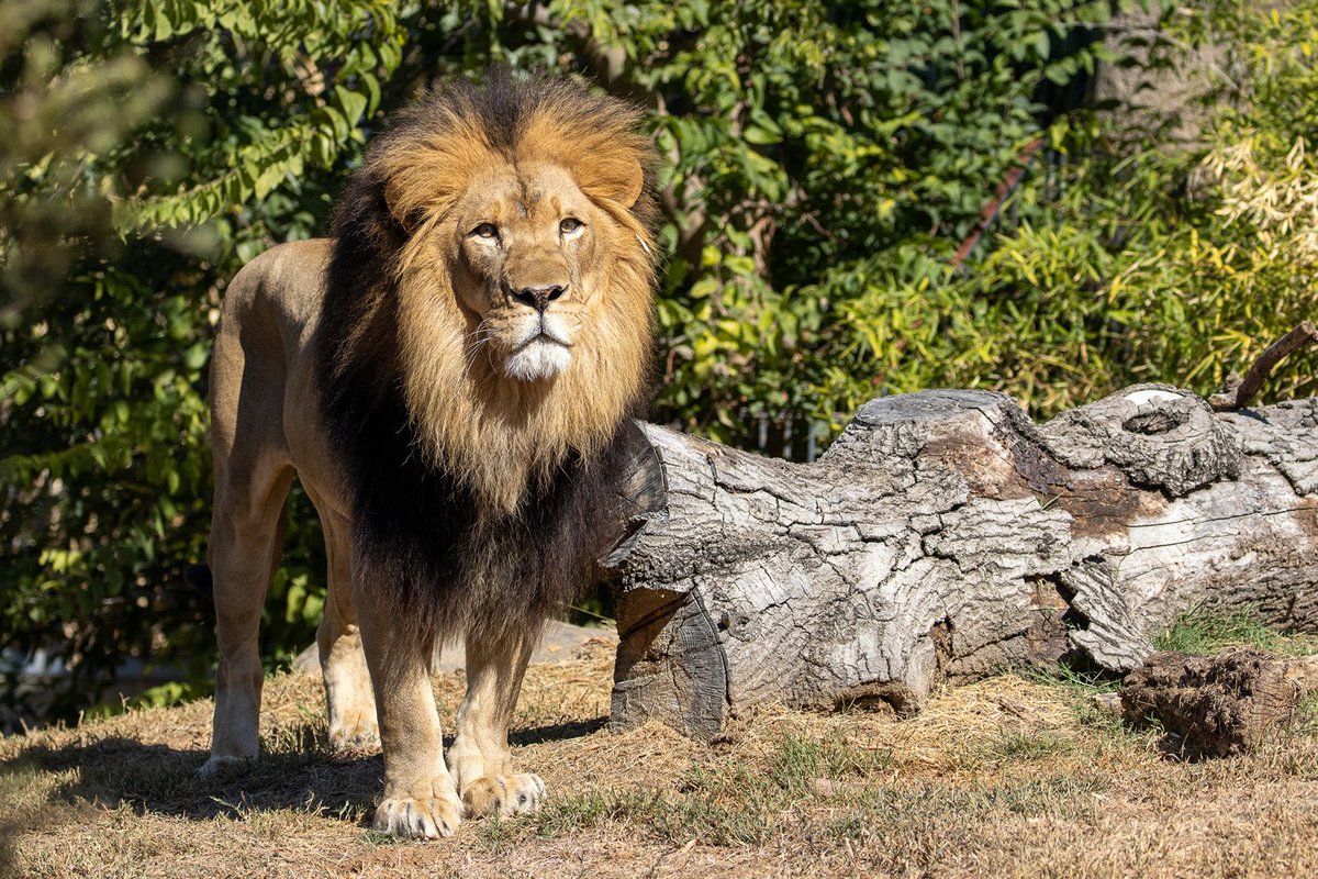 TulsaZoo's tweet photo. Our zoo is saying farewell to African lion Kalu, who will leave this fall to make a new home at another AZA facility. Kalu’s relocation is part of a recommendation through AZA’s Species Survival Plan. He’ll gain the opportunity to start his own pride. https://t.co/DiaAJOTiRc