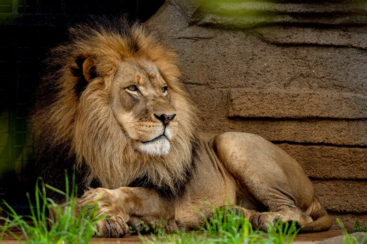 TulsaZoo's tweet photo. Our zoo is saying farewell to African lion Kalu, who will leave this fall to make a new home at another AZA facility. Kalu’s relocation is part of a recommendation through AZA’s Species Survival Plan. He’ll gain the opportunity to start his own pride. https://t.co/DiaAJOTiRc