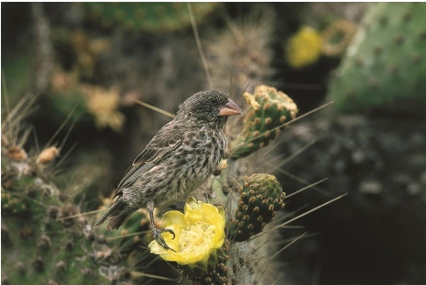 EvolJLinnSoc (@evoljlinnsoc) on Twitter photo We're excited to announce the #Launch of our new blog, featuring articles across our journals! Read about why so many Darwin's finches exist & the remarkable #Discovery by Peter & Rosemary Grant of past extinctions!
linnean.org/news/2024/10/2…
<a href="/LinneanSociety/">The Linnean Society of London</a> <a href="/OxfordJournals/">Oxford Journals</a> We're excited to announce the #Launch of our new blog, featuring articles across our journals! Read about why so many Darwin's finches exist & the remarkable #Discovery by Peter & Rosemary Grant of past extinctions!
linnean.org/news/2024/10/2…
<a href="/LinneanSociety/">The Linnean Society of London</a> <a href="/OxfordJournals/">Oxford Journals</a>