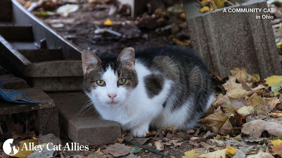 MAJOR VICTORY FOR CATS IN OHIO ❗

In a unanimous decision, the Ohio Supreme Court ruled that Ohio's companion animal cruelty law (R.C. 959.131) protects ALL cats and dogs as "companion animals." Alley Cat Allies filed an amicus brief which helped inform the Court’s decision.