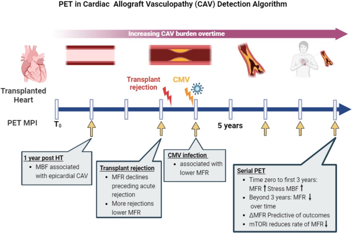 Ibolya Csecs MD PhD (@ibolya_csecs) on Twitter photo PET-MPI in the prediction of CAV in HTx❗️Here we describe the most recent studies & MPI as a potential cost-effective💲alternative to ICA
Grateful for the opportunity to work with this brilliant team <a href="/attilafehermd/">Attila Feher, MD, PhD</a> <a href="/YaleCardiology/">Yale Cardiology</a> & <a href="/YakkaliShreyas/">Dr. Shreyas Yakkali</a> 🙏🏼
link.springer.com/10.1007/s12410… PET-MPI in the prediction of CAV in HTx❗️Here we describe the most recent studies & MPI as a potential cost-effective💲alternative to ICA
Grateful for the opportunity to work with this brilliant team <a href="/attilafehermd/">Attila Feher, MD, PhD</a> <a href="/YaleCardiology/">Yale Cardiology</a> & <a href="/YakkaliShreyas/">Dr. Shreyas Yakkali</a> 🙏🏼
link.springer.com/10.1007/s12410…