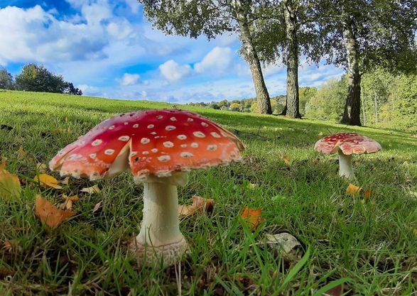 Activiteiten voor de #herfstvakantie in Zuid-#Limburg? Al gedacht aan een boswandeling met warme chocomelk, een bezoek aan een bijzonder museum, wellness, of een bokbiertje tijdens de Valkenburgse Bokkenweken? Bekijk onze herfsttips: vzl.nu/herfst #visitzuidlimburg