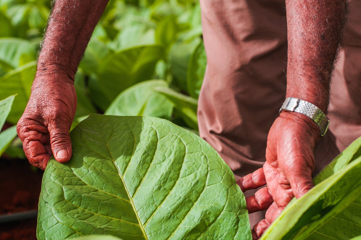 Habanos_Oficial's tweet photo. Vegueros can be in charge of half a million plants and must visit each of them more than 150 times. This work begins in June and July, extending over 9 months of intense effort. At this time of the year, Cuba's cultivation fields are coming to life with the sowing of seeds. https://t.co/SyZE1yjyZW