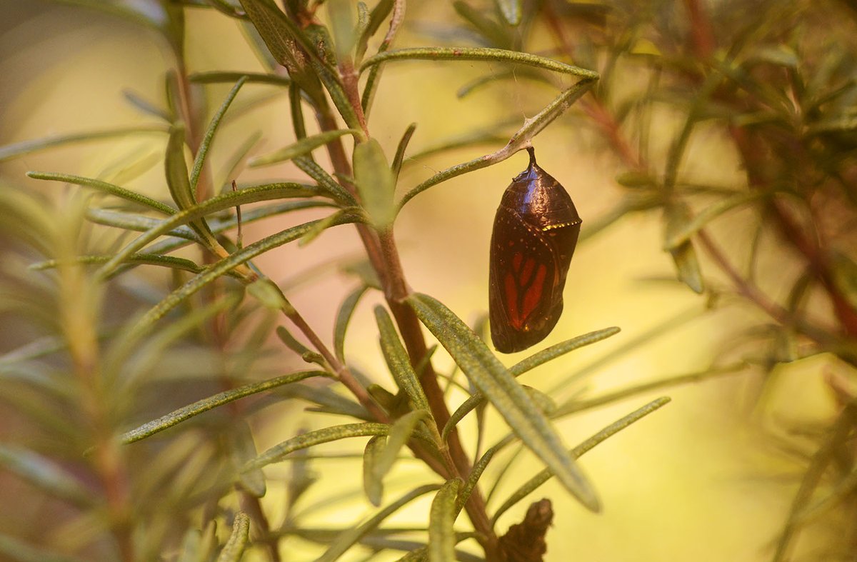 David S. Goodsell 🏳️‍🌈 tweet media
