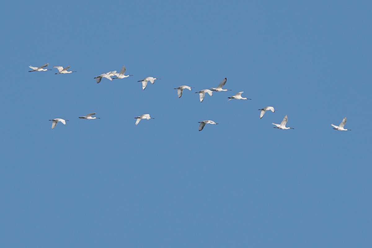 James Brenton 💚 (@jbrent01) on Twitter photo Spoonbills flying past Alderney this afternoon <a href="/Natures_Voice/">RSPB</a> <a href="/Britnatureguide/">The British Nature Guide</a> <a href="/AlderneyWT/">AlderneyWT</a> <a href="/GuernseyBRC/">GuernseyBRC</a> <a href="/WildlifeTrusts/">The Wildlife Trusts</a> <a href="/_BTO/">BTO</a> <a href="/BBCSpringwatch/">BBC Springwatch</a> <a href="/RSPBbirders/">RSPB Birders</a> <a href="/BirdGuides/">BirdGuides</a> <a href="/NatureUK/">NatureUK</a> Spoonbills flying past Alderney this afternoon <a href="/Natures_Voice/">RSPB</a> <a href="/Britnatureguide/">The British Nature Guide</a> <a href="/AlderneyWT/">AlderneyWT</a> <a href="/GuernseyBRC/">GuernseyBRC</a> <a href="/WildlifeTrusts/">The Wildlife Trusts</a> <a href="/_BTO/">BTO</a> <a href="/BBCSpringwatch/">BBC Springwatch</a> <a href="/RSPBbirders/">RSPB Birders</a> <a href="/BirdGuides/">BirdGuides</a> <a href="/NatureUK/">NatureUK</a>