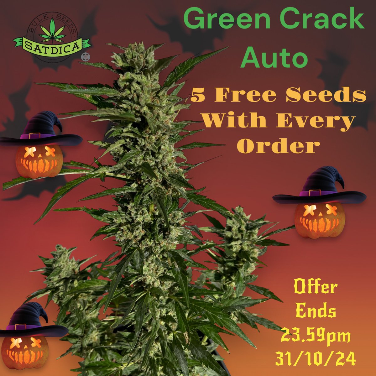 FreedomOfSeeds's tweet photo. Green Crack Auto

Auto Feminised Cannabis Seeds
(Satdica Bulk Seeds)

5 Free Seeds with Every Order

Offer Ends 23.59pm 31/10/24

Happy Halloween everyone!

https://t.co/pq9K6LTWIZ https://t.co/GH9knBnukD