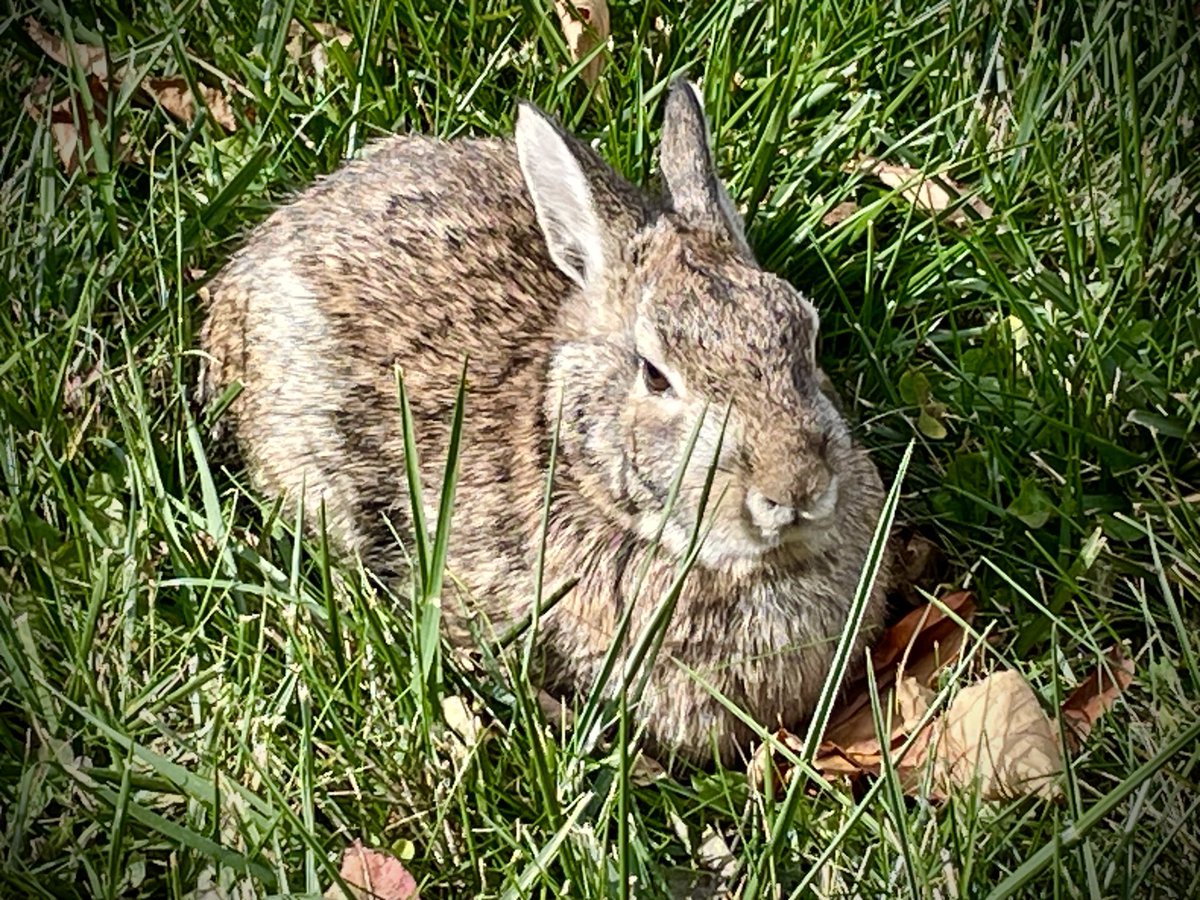 runswstilettos's tweet photo. Morning Bun. #bunny #mybunny #cottontail #rabbit #nature #backyardbunny #backyardvisitors #peterrabbit #morningbun @LindseySlaterTV https://t.co/dlkpRNEhZz