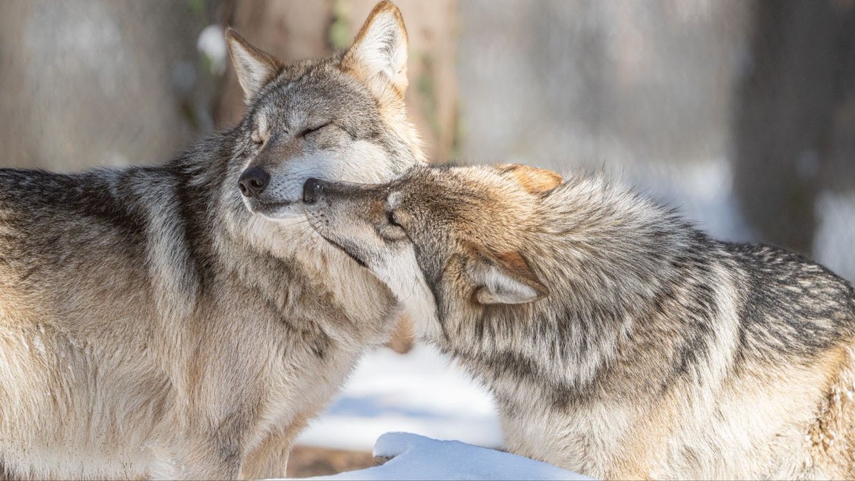 STLWolfCenter's tweet photo. Our animal care team works hard to maintain the safety and hygiene of our animals.

Please take a moment to check out our Amazon wishlist, where you'll find the most important items we need to keep our endangered species healthy and happy. 

https://t.co/6Fxt5GOXzA https://t.co/ZyEI37QZR5